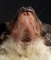 Underside view of neck and head of rescued male Yellow-bellied sheath-tail bat (Saccolaimus flaviventris), approximately aged 18 months, showing throat pouch. Melbourne, Victoria, Australia. August. C...