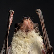 Underside view of neck and head of rescued male Yellow-bellied sheath-tail bat (Saccolaimus flaviventris), approximately aged 18 months, showing throat pouch.  Melbourne, Victoria, Australia. August....