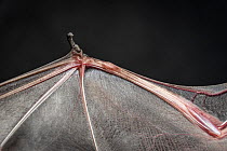 Underside view of right wing of rescued male Yellow-bellied sheath-tail bat (Saccolaimus flaviventris), approximately aged 18 months, showing thumb. Melbourne, Victoria, Australia. August. Captive, ta...