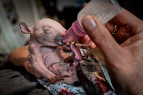 Common wombat (Vombatus ursinus), female orphan aged four months, being bottle fed by carer.  Captive, in controlled conditions and under supervision of expert wildlife carers. Victoria, Australia....