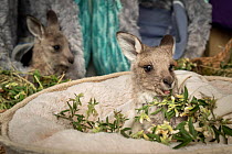 Two rescued Eastern grey kangaroo (Macropus giganteus) joeys in care with one eating Alfalfa (Medicago sativa). Captive, in controlled conditions under supervision of expert wildlife rescuers.? Vict...