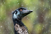 Emu (Dromaius novaehollandiae) in rain head portrait.  Victoria, Australia. August. Captive and in controlled conditions.