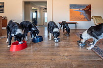 Conservation detector dogs, from Skylos Ecology, feeding in lounge area of their owners' house. Victoria, Australia. February, 2022.