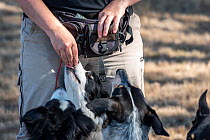 Conservation detector dogs, from Skylos Ecology, being feed treats from dog handler after training exercises. Victoria, Australia. February, 2022. Model released.
