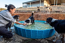 Director of Skylos Ecology playing 'get the ball' with some of their Conservation detector dogs in swimming pool, Victoria, Australia. February, 2022. Model released.