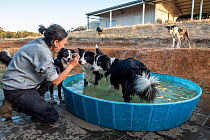 Director of Skylos Ecology playing 'get the ball' with some of their Conservation detector dogs in swimming pool. Victoria, Australia. February, 2022. Model released.