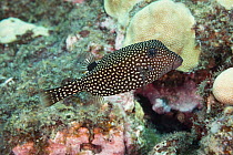 Spotted boxfish (Ostracion meleagris) female, portrait, South Kona, Hawaii, Pacific Ocean.