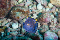 Spotted boxfish (Ostracion meleagris) male, portrait, South Kona, Hawaii, Pacific Ocean.