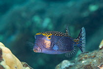 Spotted boxfish (Ostracion meleagris) male, portrait, South Kona, Hawaii, Pacific Ocean.