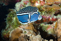 Whitley's boxfish (Ostracion whitleyi) male, portrait, Kona, Hawaii, Pacific Ocean.
