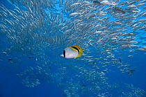 Lined butterflyfish (Chaetodon lineolatus) swimming beneath school of Square-spot goatfish (Mulloidichthys flavolineatus), Honokohau, North Kona, Hawaii, Pacific Ocean.