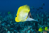 Big longnose butterflyfish (Forcipiger longirostris) swimming over coral reef, South Kona, Hawaii, Pacific Ocean
