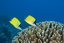 Two Big longnose butterflyfish (Forcipiger longirostris) hunting for prey hidden within the branches of an Antler coral (Pocillopora grandis), North Kona, Hawaii, Pacific Ocean.
