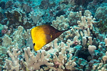 Big longnose butterflyfish (Forcipiger longirostris) displaying rare, half-dark color phase, swimming over Finger coral ( Porites compressa), North Kona, Hawaii, Pacific Ocean.