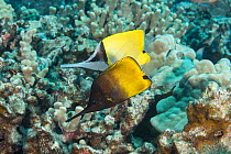Big longnose butterflyfish (Forcipiger longirostris) pair, one displaying rare, half-dark colour phase, feeding among corals on reef, Honokohau, North Kona, Hawaii, Pacific Ocean.