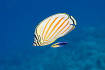 Ornate butterflyfish (Chaetodon ornatissimus) with Hawaiian cleaner wrasse (Labroides phthirophagus), Makako Bay, Kona, Hawaii, Pacific Ocean.