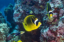 Two Raccoon butterflyfish (Chaetodon lunula) waiting to be cleaned of parasites by two approaching Hawaiian cleaner wrasses (Labroides phthirophagus), North Kona, Hawaii, Pacific Ocean.
