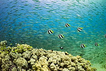 Pennant butterflyfish / False moorish idol (Heniochus diphreutes) swimming over coral reef with Hawaiian dascyllus (Dascyllus ablisella) and juvenile Bluestripe snappers (Lutjanus kasmira), surrounded...