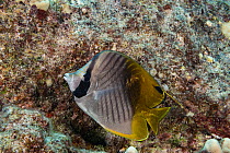 Threadfin butterflyfish (Chaetodon auriga) portrait, showing darkened colour pattern during the day,  normally displayed at night, North Kona, Hawaii, Pacific Ocean.