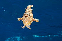 Sargassum frogfish (Histrio histrio) swimming in open ocean, Big Island, Hawaii, Pacific Ocean.