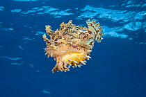 Sargassum frogfish (Histrio histrio) swimming in open ocean, Big Island, Hawaii, Pacific Ocean.