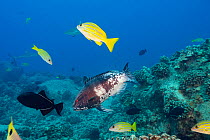 Hawaiian hogfish (Bodianus albotaeniatus) male, with Bluestripe snapper (Lutjanus kasmira), and Black durgon triggerfish (Melichthys niger) swimming over reef with juvenile Gray reef sharks (Carcharhi...
