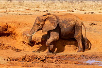 African elephant (Loxodonta africana), female, rubbing herself on sand at waterhole.  Tsavo East National Park, Kenya.