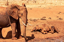 African elephant (Loxodonta africana), female and young, rubbing themselves in dust and playing at waterhole.  Tsavo East National Park, Kenya.