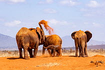 Herd of African elephant (Loxodonta africana) having dust bath at waterhole.  Tsavo East National Park, Kenya.