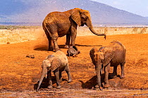 African elephant (Loxodonta africana) calf having dust bath near its mother and two immatures drinking at waterhole.  Tsavo East National Park, Kenya