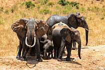 Herd of African elephants (Loxodonta africana) at waterhole.  Tsavo West National Park, Kenya.