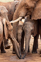 Herd of African elephants (Loxodonta africana) drinking at waterhole.  Tsavo West National Park, Kenya.
