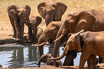 Herd of African elephants (Loxodonta africana) drinking at waterhole.  Tsavo West National Park, Kenya.