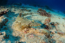 Carpet flathead (Papilloculiceps longiceps) camouflaged on the seabed, Strait of Gubal, Red Sea, Egypt.