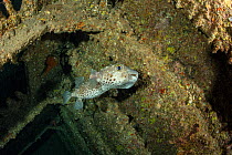 Yellow-spotted burrfish (Cyclichthys spilostylus), Strait of Gubal, Red Sea, Egypt.