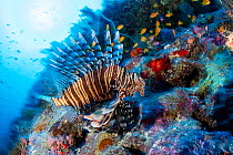 Red firefish (Pterois volitans) on the reef, Ras Mohammed, Sinai Peninsula, Red Sea, Egypt.