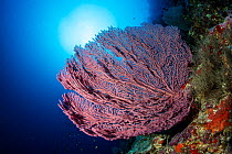 Red sea fan (Echinogorgia sp.) on reef wall, Ras Mohammed, Sinai Peninsula, Red Sea, Egypt.