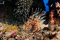 Red firefish (Pterois volitans) inside a small cave feeding on small school of glass fish, Sinai Peninsula, Red Sea, Egypt.