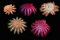 Crown-of-thorns starfish (Acanthaster planci) composite image showing different colour variations on black background.  Indonesia and Thailand. Indo-Pacific Ocean.