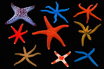 Seafish (Asteroidea) composite image showing varying number of arms on black background.   South East Asia, Indo-West Pacific Ocean.