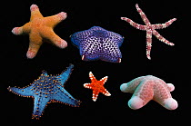 Various starfishes (Asteroidea) composite image showing diveristy of shapes and colours on black background.    Top row from left: Granulated starfish (Choriaster granulatus), Mosaic cushion star (Ha...