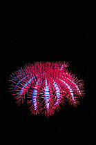 Crown-of-thorns starfish (Acanthaster planci) composite image on black background.   Thailand. Andaman Sea, Indo-Pacific Ocean.