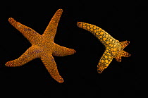 Indian starfish (Fromia indica) composite image showing severed arms regenerating new arms on black background.   Rinca, Indonesia. Indo-Pacific Ocean.