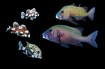 Harlequin sweetlips (Plectorhinchus chaetodonoides) composite image showing adult and juvenile form on black background.   South East Asia, Indo-West Pacific Ocean.