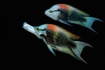 Male Slingjaw wrasse (Epibulus insidiator) composite image showing its unique protractible jaw, used to feed on small coral dwelling crustaceans and fishes, on black background.   Egypt, Red Sea.