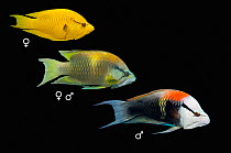 Slingjaw wrasse (Epibulus insidiator) composite image showing female (top) changing into male (bottom)on black background.   Egypt, Red Sea.
