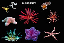 Composite image of echinoderms on black background.  Species present: - Top row from left: Yellow sea cucumber (Colochirus robustus) and Lampert's sea cucumber (Synaptula lamperti), Black sea c...