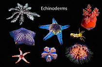 Composite image of echinoderms on black background.   Top row from left: Featherstar (Crinoidea), Sea apple (Pseudocolochirus violaceus).    Central row from left: Mosaic cushion star (Halityle regu...