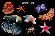 Composite image of echinoderms on black background.   Top row from left: Featherstar (Crinoidea), Luzon starfish (Echinaster luzonicus), Mosaic cushion star (Halityle regularis).  -Central row from...