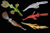 Robust ghost pipefish (Solenostomus cyanopterus) composite image showing different colour changes to match surrounding environment on black background.  South East Asia, Indo-West Pacific Ocean.